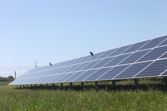 En rad solceller från solcellsparken Solsidan som har uppförts av Varberg Energi